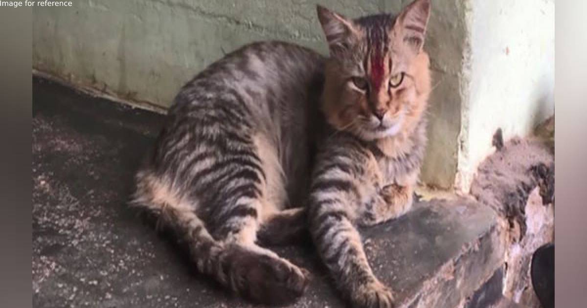 Missing cat reunites with family in Kerala after 2 years